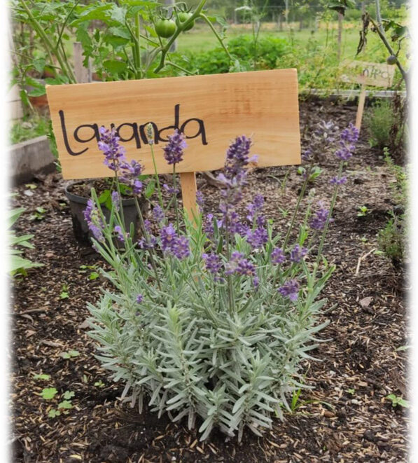 Plantula - Lavanda - Fertil Huertas - Agritultura Orgánica, Fertilizantes y  Abonos Orgánicos